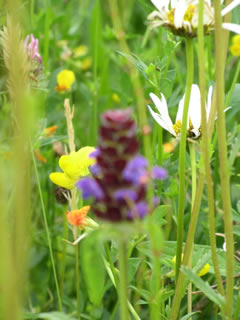 Wildflowers